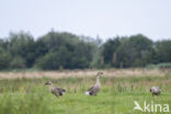 Swan goose (Anser cygnoides)