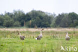 Swan goose (Anser cygnoides)