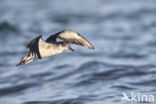 Manx Shearwater (Puffinus puffinus)