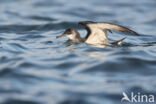 Manx Shearwater (Puffinus puffinus)