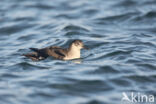 Manx Shearwater (Puffinus puffinus)