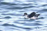 Manx Shearwater (Puffinus puffinus)