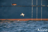 Manx Shearwater (Puffinus puffinus)