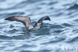 Manx Shearwater (Puffinus puffinus)