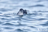 Manx Shearwater (Puffinus puffinus)