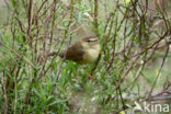 Radde s Warbler (Phylloscopus schwarzi)