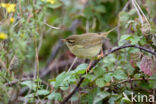 Radde s Warbler (Phylloscopus schwarzi)