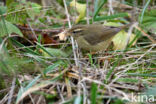 Radde s Warbler (Phylloscopus schwarzi)
