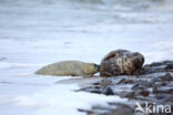 Grey Seal (Halichoerus grypus)
