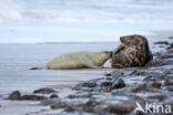 Grey Seal (Halichoerus grypus)