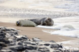 Grey Seal (Halichoerus grypus)