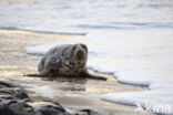 Grey Seal (Halichoerus grypus)