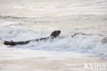 Grey Seal (Halichoerus grypus)