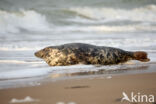 Grey Seal (Halichoerus grypus)
