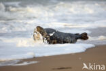 Grey Seal (Halichoerus grypus)