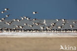 Scholekster (Haematopus ostralegus)