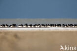 Scholekster (Haematopus ostralegus)