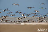 Scholekster (Haematopus ostralegus)
