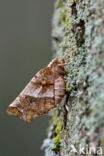 Early Thorn (Selenia dentaria)
