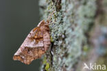 Early Thorn (Selenia dentaria)