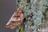 Early Thorn (Selenia dentaria)