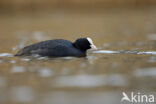 Common Coot (Fulica atra)