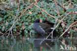 Common Moorhen (Gallinula chloropus)