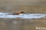White-throated Dipper (Cinclus cinclus)