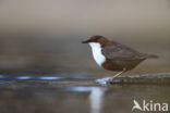 Waterspreeuw (Cinclus cinclus)