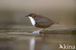 Waterspreeuw (Cinclus cinclus)