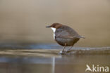 Waterspreeuw (Cinclus cinclus)