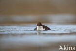 Waterspreeuw (Cinclus cinclus)
