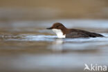 Waterspreeuw (Cinclus cinclus)