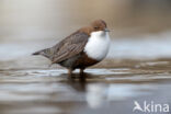 Waterspreeuw (Cinclus cinclus)