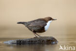 Waterspreeuw (Cinclus cinclus)