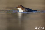 Waterspreeuw (Cinclus cinclus)