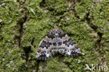 Broken-barred Carpet (Electrophaes corylata)