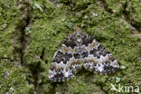 Broken-barred Carpet (Electrophaes corylata)