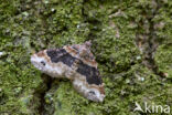 Dark-barred Twin-spot Carpet (Xanthorhoe ferrugata)