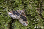 Dark-barred Twin-spot Carpet (Xanthorhoe ferrugata)