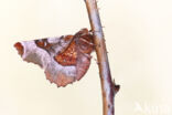 Purple Thorn (Selenia tetralunaria)