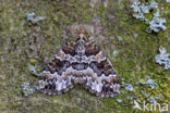 Broken-barred Carpet (Electrophaes corylata)