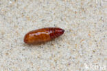 Granietuil (Lycophotia porphyrea)