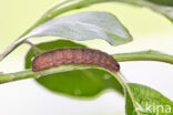 pinkbarred sallow (Xanthia togata)
