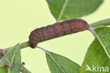 pinkbarred sallow (Xanthia togata)