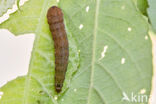 pinkbarred sallow (Xanthia togata)