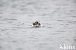 Manx Shearwater (Puffinus puffinus)