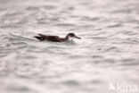 Manx Shearwater (Puffinus puffinus)
