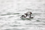 Manx Shearwater (Puffinus puffinus)