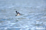 Manx Shearwater (Puffinus puffinus)